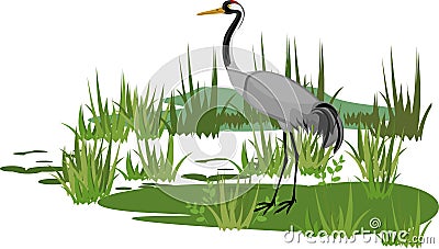 Common crane or Grus communis in swamp biotope Vector Illustration